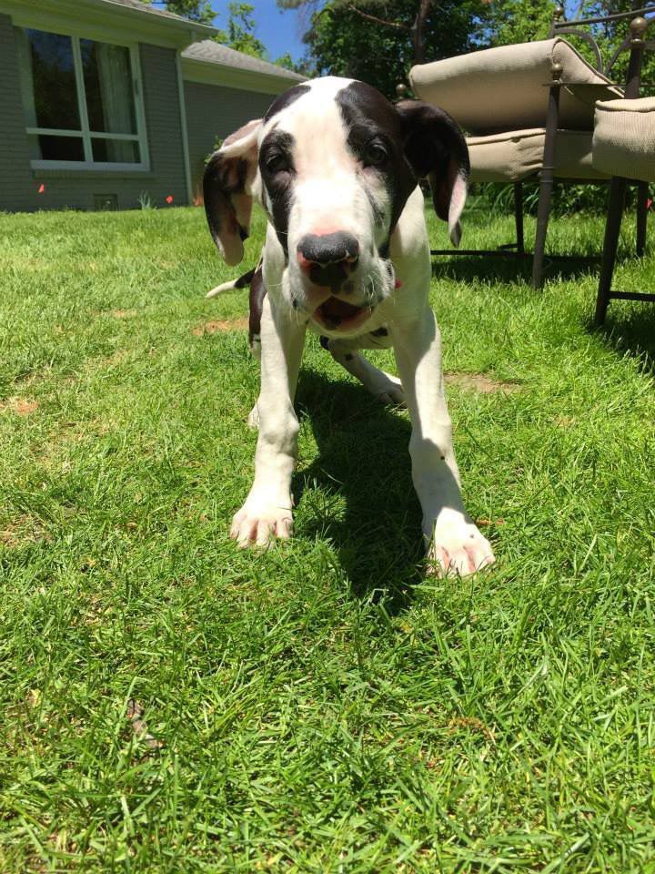 Cookie the Great Dane